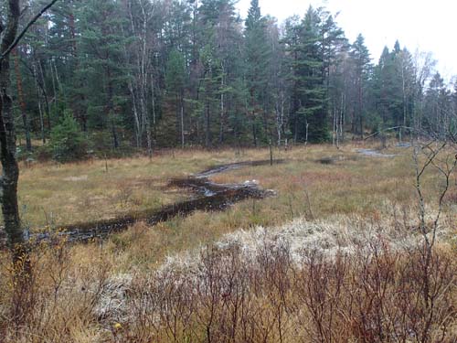 Ugglemossen var blötare än vanligt!