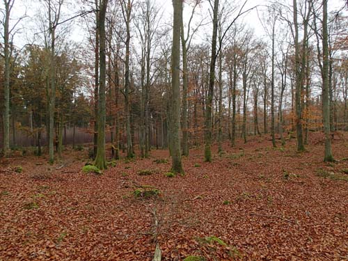 Bokskog är ett måste vid besök i Skåne!