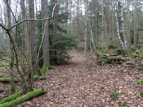 I skogarna vid Tulebo finns många märkliga varelser!