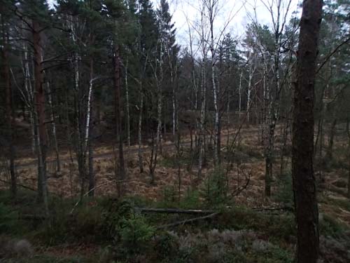 Här går Stans väg genom skogen.