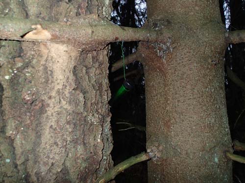 Det satt inte någon ekorre i granen, men väl ett PET rör.