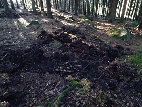 Det är inte bara geocachare som rotar, vildsvinen kan dom också!