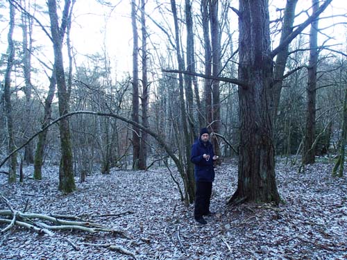 Hallén juldagscachar