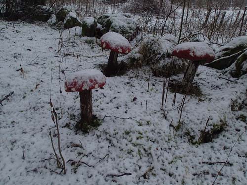 Det finns inte bara kantareller i skogen, det finns flugsvamp också - GOTT!!
