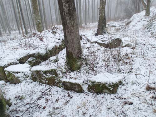 Det var längesedan detta var ett hus, titta på trädets tjocklek!