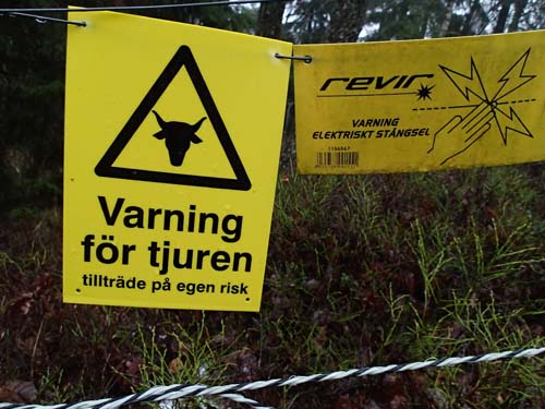 Ingen tjur var hemma idag, som tur var.