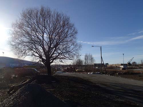 Detta träd är det enda som kan få en besökare att ens ana att här finns tankar på en jubileumspark när staden firar 400 år.