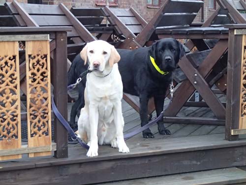 Vi vill också vara med....! Vov vov vovo....