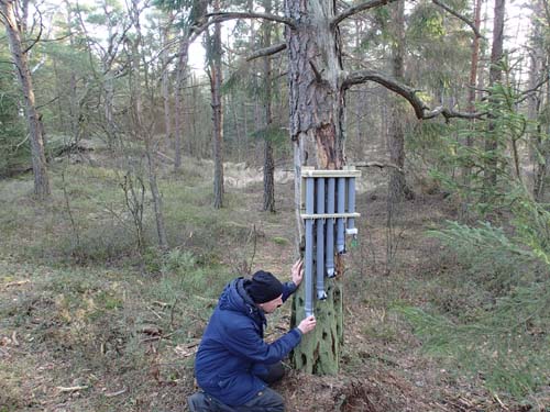 Hallén spelar flöjs
