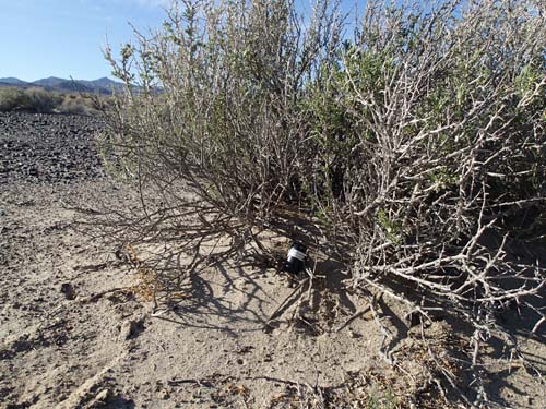 Micro i buske, så såg det ut vid cache, efter cache efter cache....