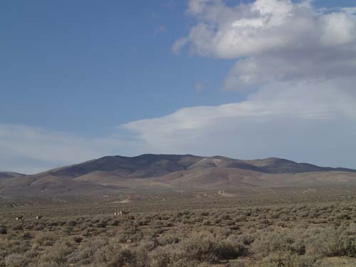 Hjortar på språng.