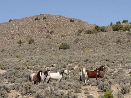 Åter fick vi besök av vildhästar.