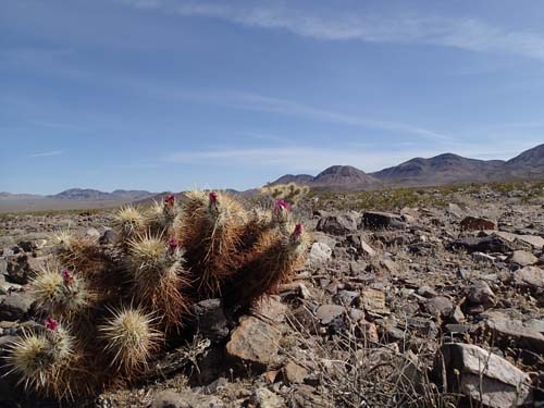 När vi nu kommit längre söder ut blev också dessa taggiga plantor allt vanligare.