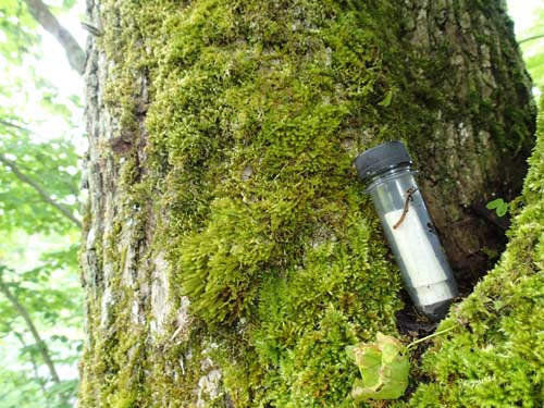 Bergums kyrka - cachen