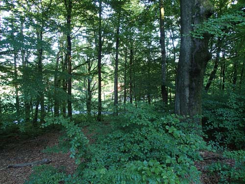 Här skall det finnas en cache....!