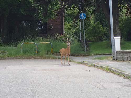 Herr råbock, skall du flytta på dig?
