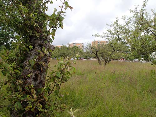 Skall vi palla äpplen...?