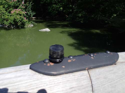 Burk med sköldpaddor