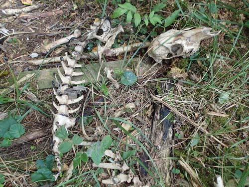 Är detta lämningar av tidigare burkjägare...?