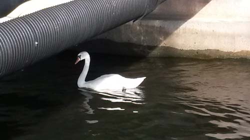 Inspektören Svan såg till att allt gick rätt till!