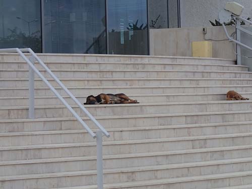 Slöa vakthundar utanför banken.