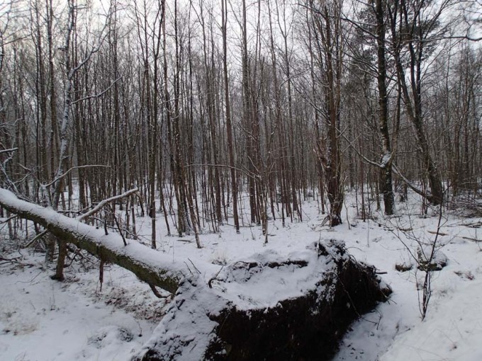 Hisingsparkens vildmark...