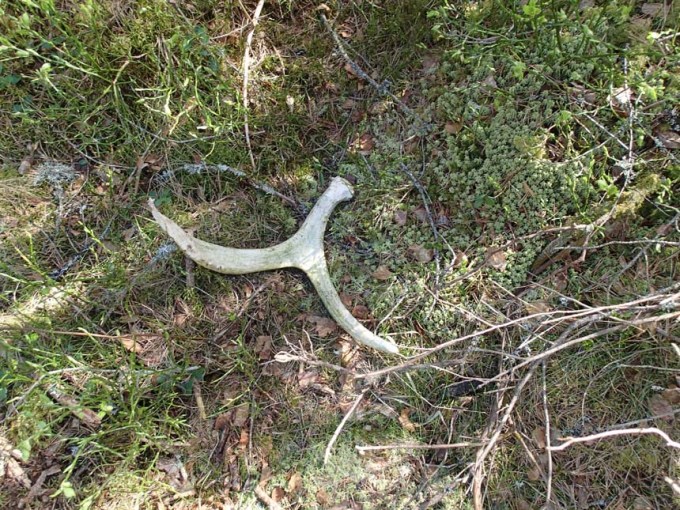 Någon har tappat sitt horn!