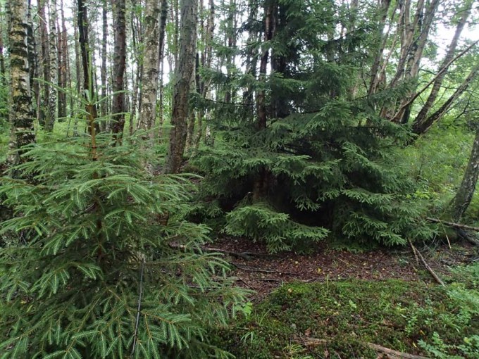 En gran? Här finns ju flera!