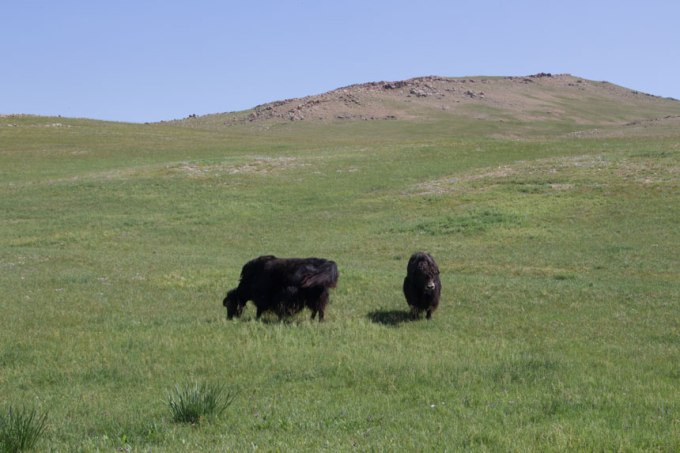 Ja, är det inte en jak eller två....