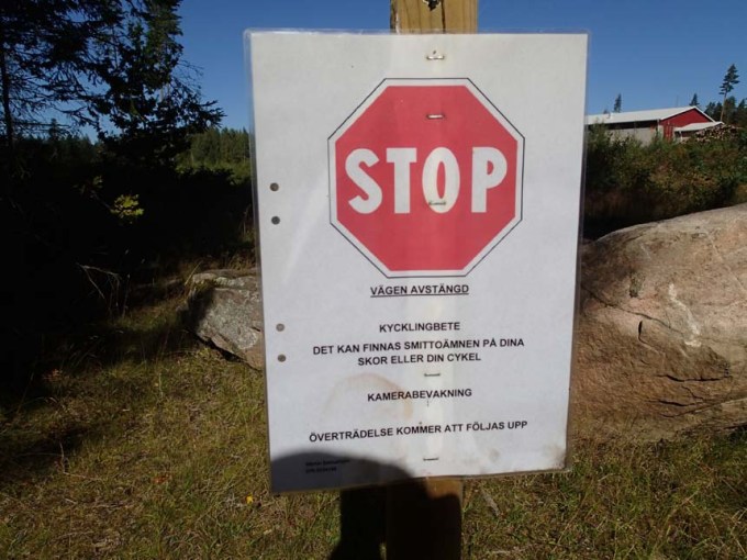 Kycklingar sätter stopp!