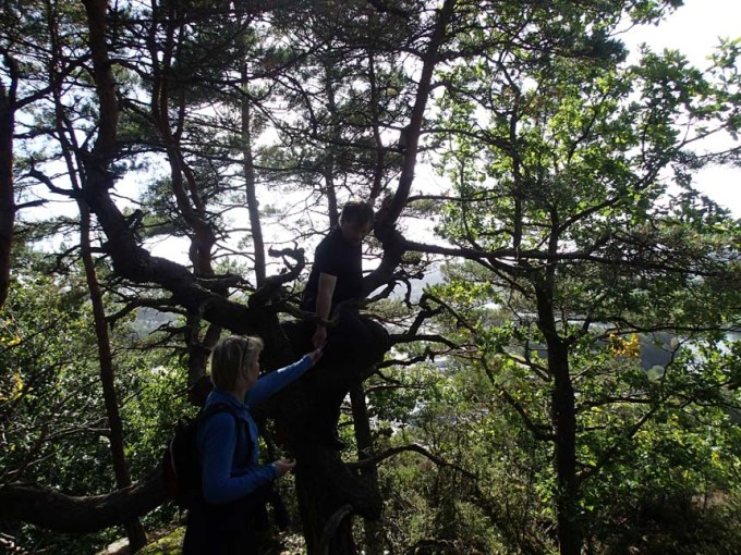 TMR68 klättrar i trädet.