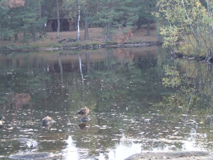 Fåglarna var trötta...