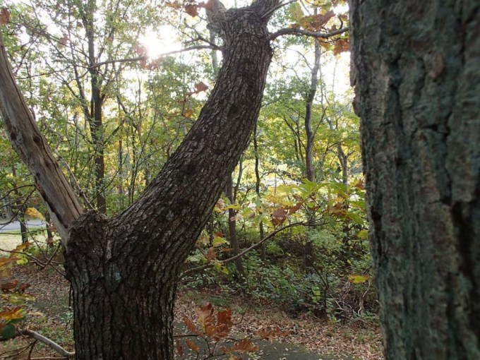 Vilken vy jag hade från trädet...!