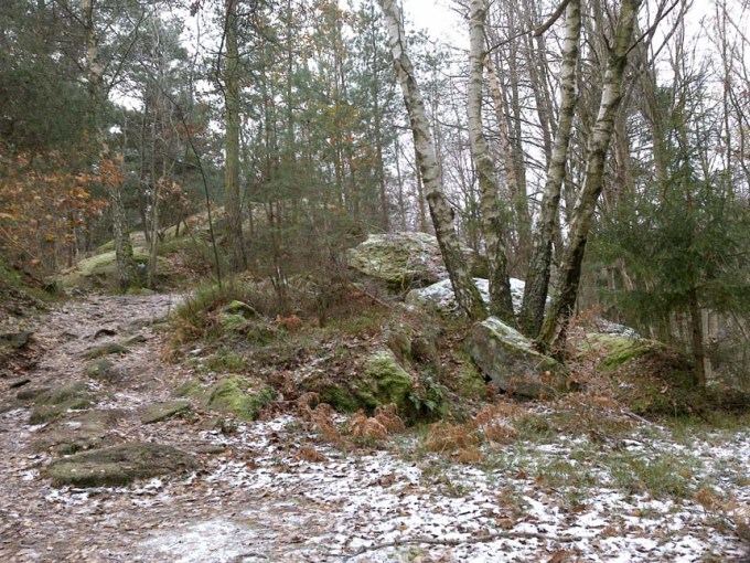 En äkta skräckskog...