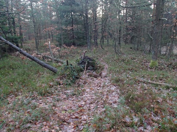 Finns här någon påskhare?