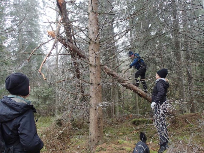 Hur man lurar upp en geocachare i ett träd utan burk....